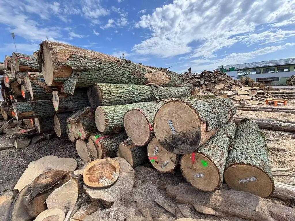 Eiche – Rundholz – LKW-Ladung