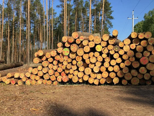 Kiefer – Rundholz – LKW-Ladung